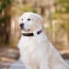 Cat & Dog Smart GPS Locator - Image 3